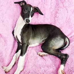 Money Moves - Black male Italian Greyhound puppy in Cadwell, Georgia from All The DoDa Day Italian Greyhounds