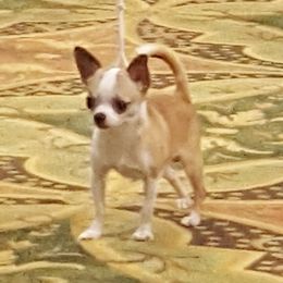 Sam - Chihuahua