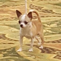 Sam - Chihuahua