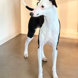 Panda - White and seal Italian Greyhound puppy in Bedford, Texas from Nariba Kennels