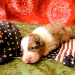 Australian Shepherd Puppies from Dovehawk Australian Shepherds
