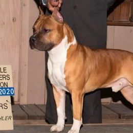 Kicker - American Staffordshire Terrier