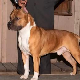 Kicker - American Staffordshire Terrier