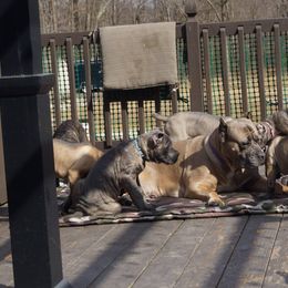 Cane Corso Puppies from Knights Watch Cane Corso