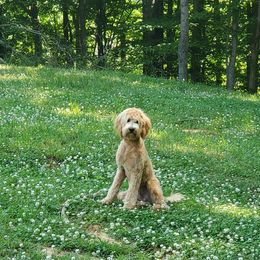 Goldendoodle All Grown Up from Kaosfarm Goldendoodles
