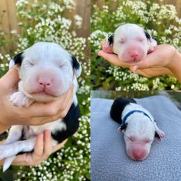Sheepadoodle Puppies from Gainesville Sheepadoodles
