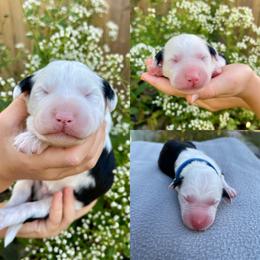Sheepadoodle Puppies from Gainesville Sheepadoodles