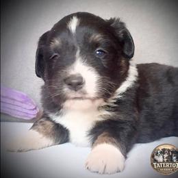 Comet - Black tri male Toy Australian Shepherd puppy in Humansville, Missouri from Tater Tot aussies