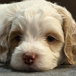 Max - Parti male Goldendoodle puppy in Coeur D’alene, Idaho from Griffitts Doodles