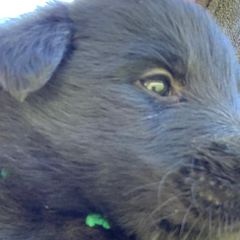 Boy 4 - Belgian Sheepdog puppy in Doylestown, Ohio from Diamante Nero