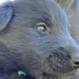 Boy 4 - Belgian Sheepdog puppy in Doylestown, Ohio from Diamante Nero