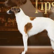 Tipsy - Borzoi