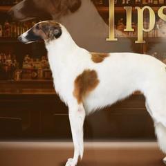 Tipsy - Borzoi