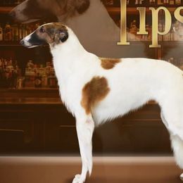Tipsy - Borzoi