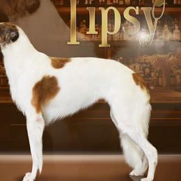 Tipsy - Borzoi