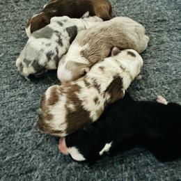 Nugget - Red tri male Miniature Australian Shepherd puppy in Norco, California from Joyfulpuppies