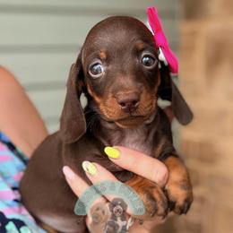 Valrhona - Chocolate and tan female Dachshund puppy in Marion, Ohio from Doodles & Doxies
