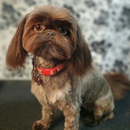 Tootsie Roll - Shih Tzu