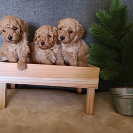 Poodle Puppies from Mini paw love