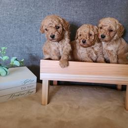 Poodle Puppies from Mini paw love