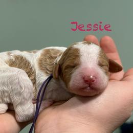 Jessie - Parti female Poodle puppy in Williamsburg, Ohio from Iaroli’s  Small Standard Poodles