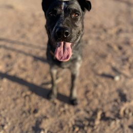 Emmie - Australian Cattle Dog