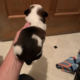 Shih Tzu Puppies from Dorothy Agrippino's Shih Tzus