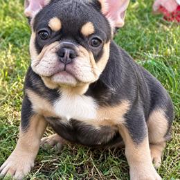 Mystique - Blue female French Bulldog puppy in Indianapolis, Indiana from McDaniel Farm and Fowl
