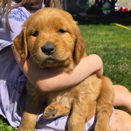 Mr. Lime green - Dark golden male Golden Retriever puppy in Lebanon, Oregon from SnowPeakPaws