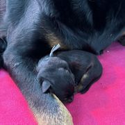 Beauceron Puppies from Shepherd's Heart Beaucerons
