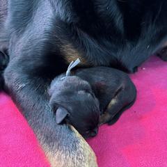 Beauceron Puppies from Shepherd's Heart Beaucerons