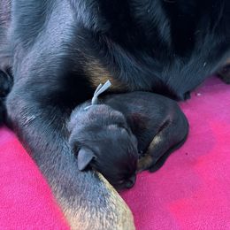 Beauceron Puppies from Shepherd's Heart Beaucerons