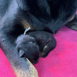 Beauceron Puppies from Shepherd's Heart Beaucerons