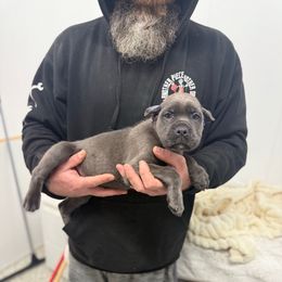 Light blue - Gray female Cane Corso puppy in Morgan Hill, California from Corso Empire