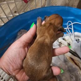 Millie - Chocolate female Dachshund puppy in Strong, Arkansas from Dachshunds R Us