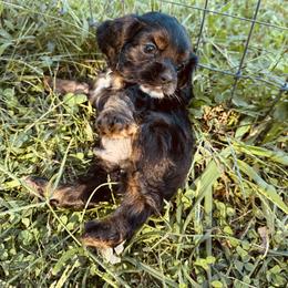 Boy 3 - Orange - Black white and tan male Cocker Spaniel puppy in Ellenboro, North Carolina from Chantels Spaniels