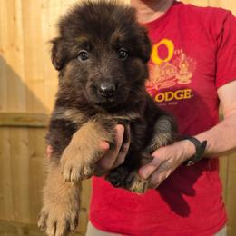Patience - Black and red female German Shepherd puppy in Columbus, Indiana from Stony Lonesome GSD