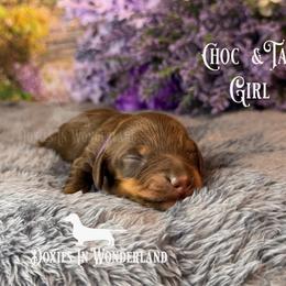 Chocolate and Tan female 2 - Chocolate and tan female Dachshund puppy in Rainier, Oregon from Doxies in Wonderland