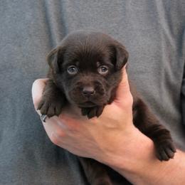 Aaron Burr - Chocolate male Labrador Retriever puppy in Morriston, Florida from Penny Lane Labradors