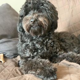 Goldendoodle Puppies from Baby Bell Doodles