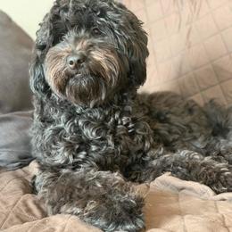 Goldendoodle Puppies from Baby Bell Doodles