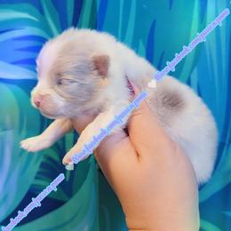 Lavender Merle Parti - Lavender male Pomeranian puppy in Albany, Oregon from Purrs N Poms