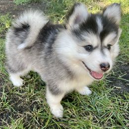 Cookies and Cream Cake - Black and white female Pomsky puppy in Blue Earth, Minnesota from Blue Sky Pomsky