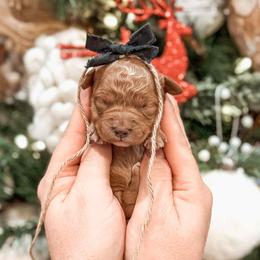 Jenny - Red  female Goldendoodle puppy in Iola, Texas from Supreme Doodles of Texas