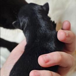 Black opal - Black female Schipperke puppy in Randsburg, California from Light's Family Farm & Schipperke Ranch