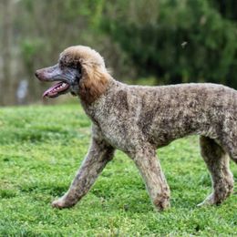 Millie - Poodle
