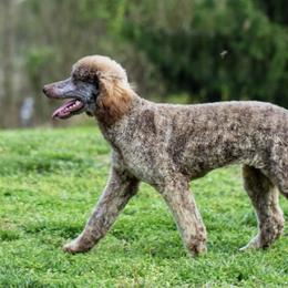 Millie - Poodle