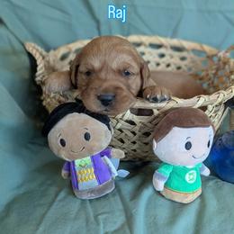 Raj - Dark golden male Golden Retriever puppy in Parker, Colorado from Legacy Ranch Golden Retrievers