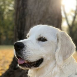Golden Retriever All Grown Up from Pheasant Run Goldens