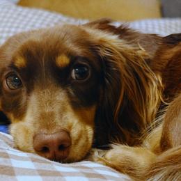 Honey - Dachshund